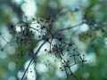 咒怨具体剧情介绍（咒怨全部剧情介绍）
